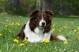 BORDER COLLIE 896
